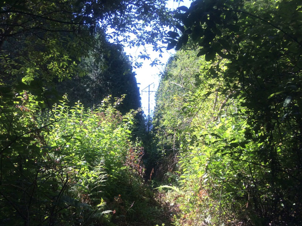 Vegetation along the existing Winslow Tap transmission line corridor.