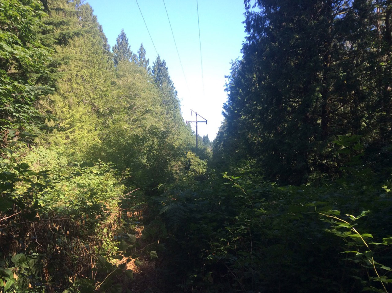 Vegetation along the existing Winslow Tap transmission line corridor.